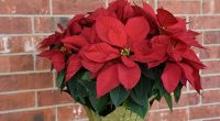 Click on this link for details:  2023 Poinsettia Fundraiser Growing Smiles Click on this link for online orders:   https://cariboohillgrad.growingsmilesfundraising.com/home